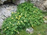 Pseudo-fumaria alba. Цветущее растение. Черногория, Динарское нагорье, горный массив Дурмитор. 05.07.2011.