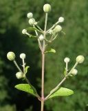 Clematis vitalba