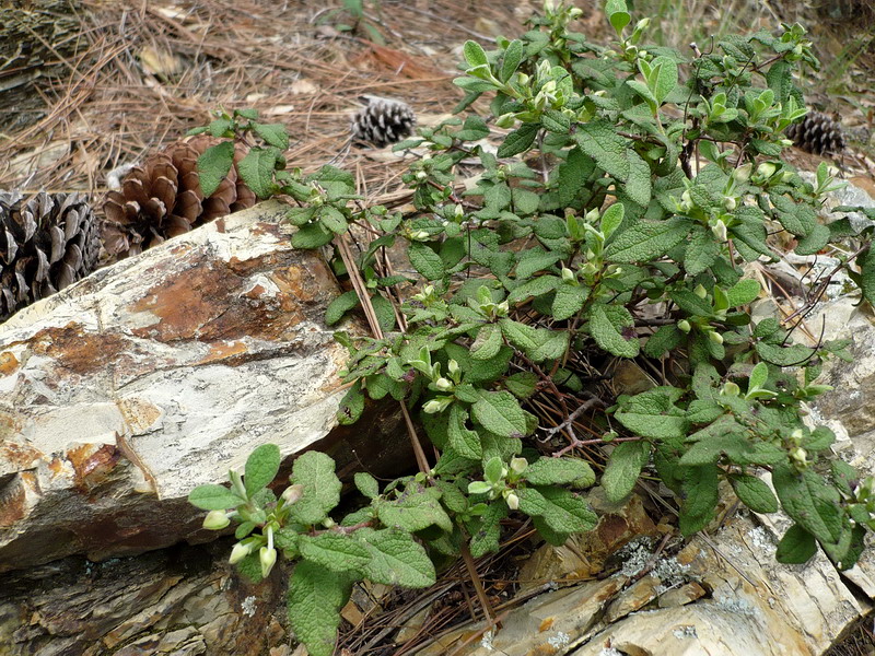 Image of Cistus salviifolius specimen.