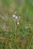 Astragalus austriacus. Верхушка цветущего растения. Республика Татарстан, Камско-Устьинский р-н, окр. с. Барышево, берег р. Сухая Улема. 07.08.2011.