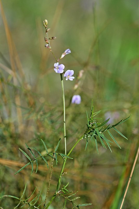 Image of Astragalus austriacus specimen.