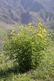 Thermopsis dolichocarpa