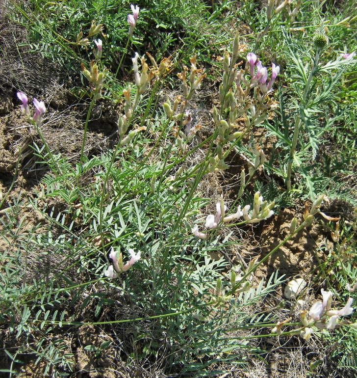 Image of Astragalus pallescens specimen.