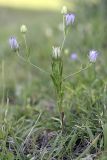 Nigella bucharica. Цветущее растение. Таджикистан, предгорья Гиссарского хр., Северные холмы. 15.05.2011.