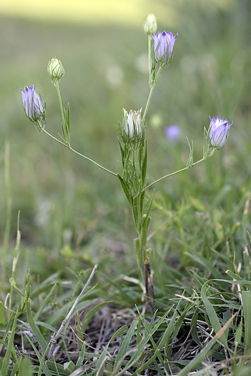 Изображение особи Nigella bucharica.