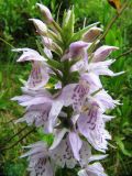 Dactylorhiza maculata. Соцветие. Коми, Корткеросский р-н, окр. пос. Маджа, темный лес на краю болота. 08.07.2011.