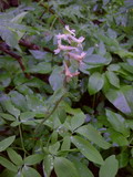 Corydalis marschalliana. Цветущее растение. Курская обл., Железногорский р-н, с. Гнань, лес у турбазы \"Азимут\", 23 апреля 2008 г.