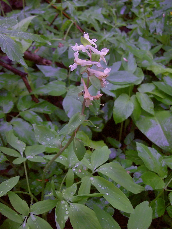 Изображение особи Corydalis marschalliana.