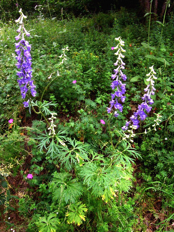 Изображение особи Delphinium fissum.