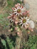 Sempervivum tectorum