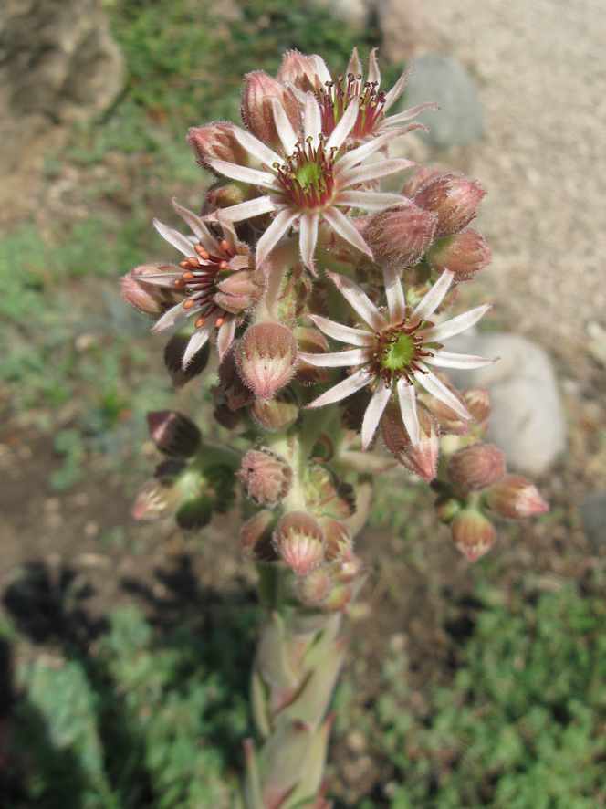 Image of Sempervivum tectorum specimen.
