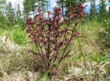 Pedicularis labradorica. Цветущее растение на поляне. Иркутская обл., Бодайбинский р-н, седловина на водоразделе рек Имнях и Бол. Семикач, редколесная тайга. Июнь 2011 г.