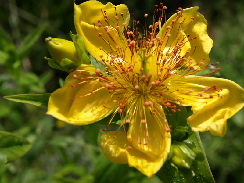 Изображение особи Hypericum ascyron.