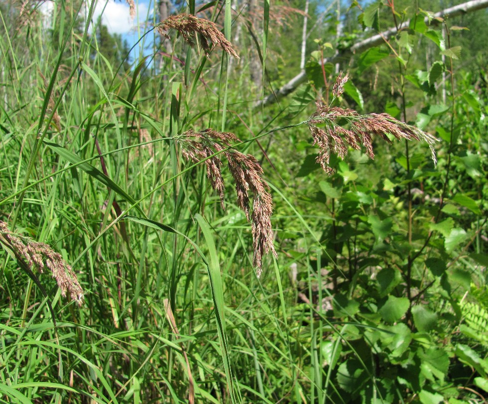 Изображение особи Calamagrostis langsdorffii.