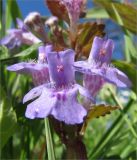 Glechoma hederacea. Цветки. Ленинградская обл., Кингисеппский р-н, берег р. Луга. 24.05.2009.