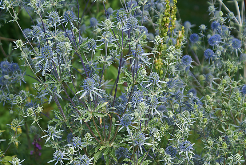 Image of Eryngium planum specimen.