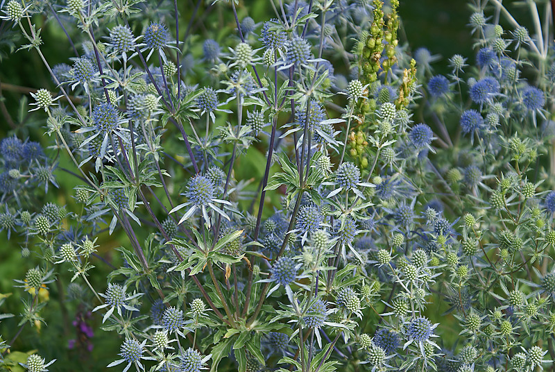 Изображение особи Eryngium planum.