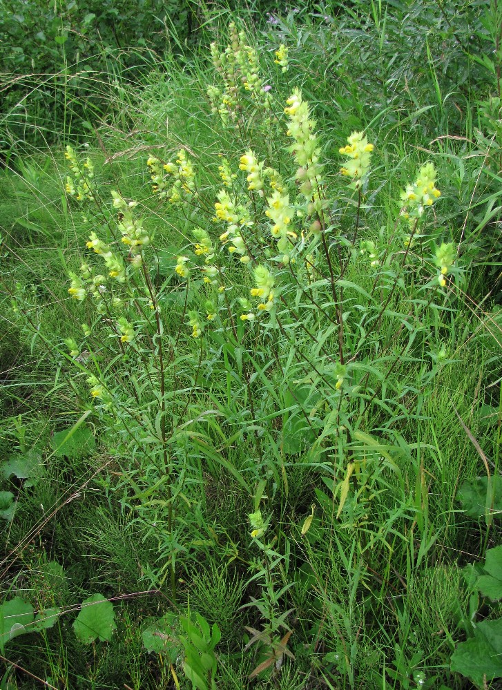 Image of Rhinanthus serotinus specimen.