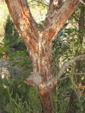 Arbutus unedo