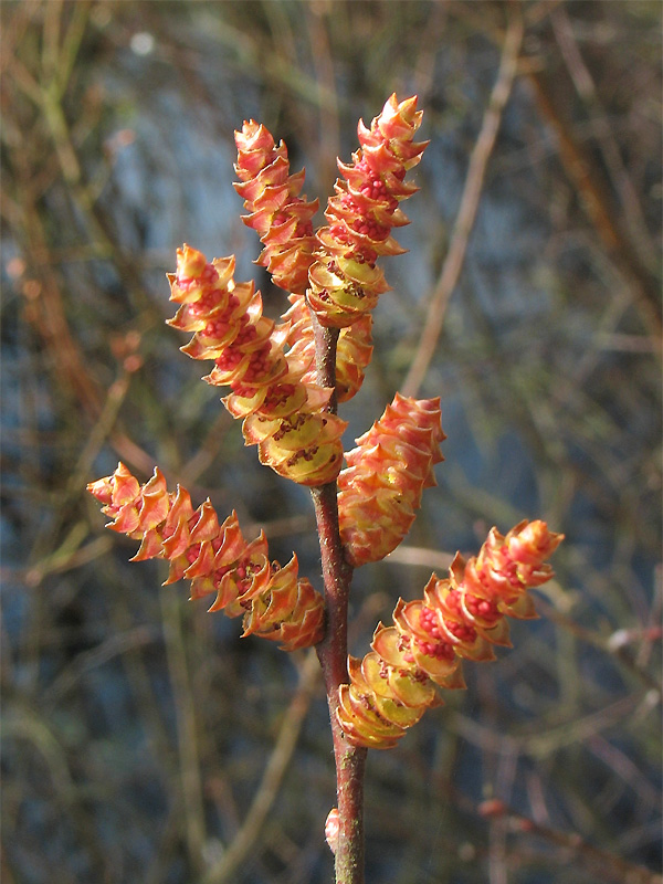 Изображение особи Myrica gale.