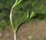 genus Viola