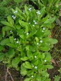 Myosotis sparsiflora