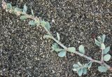 Polygonum euxinum. Побег с цветками. Абхазия, Цандрипш, песчаный берег моря. 10.09.2008.