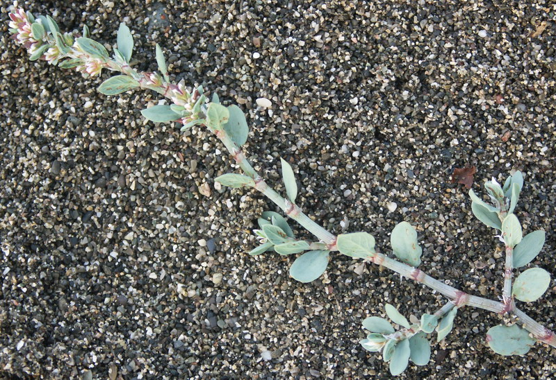 Image of Polygonum euxinum specimen.