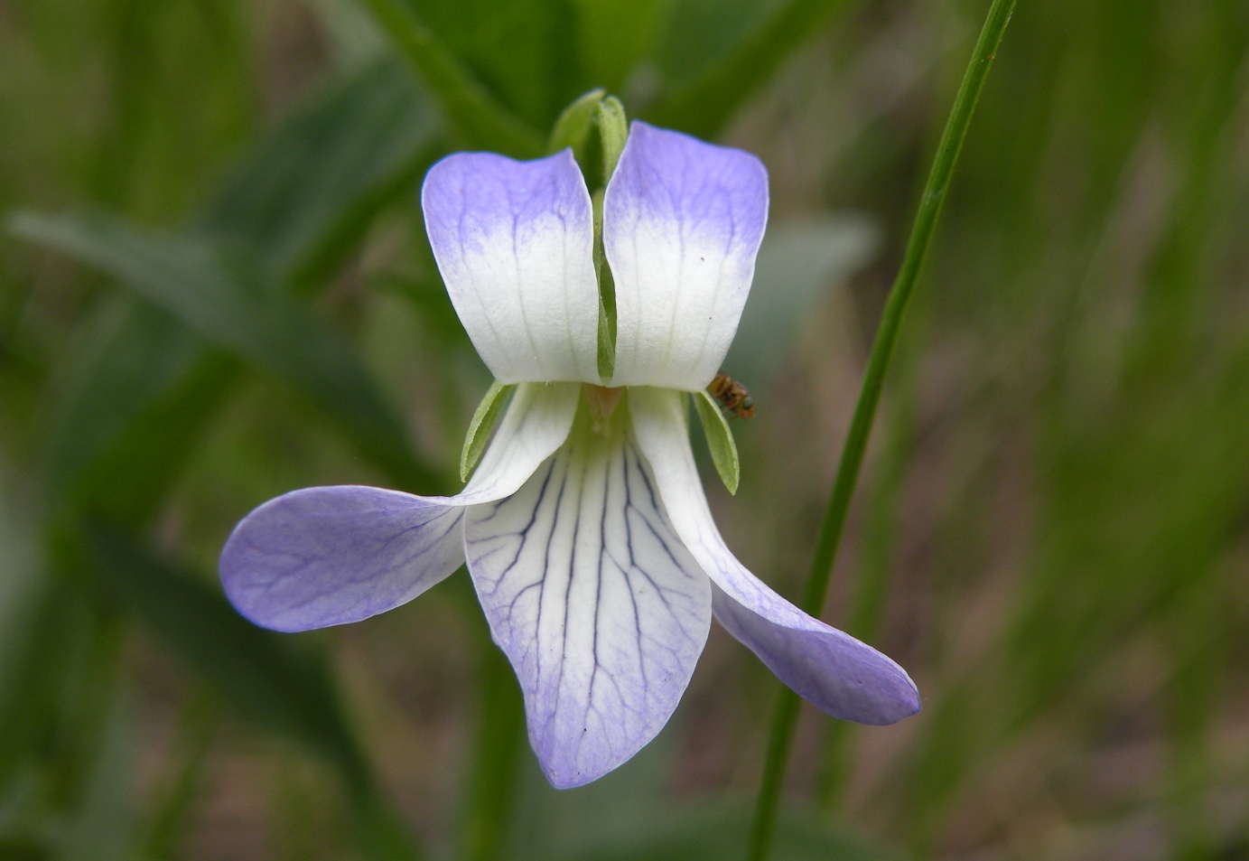 Изображение особи Viola elatior.