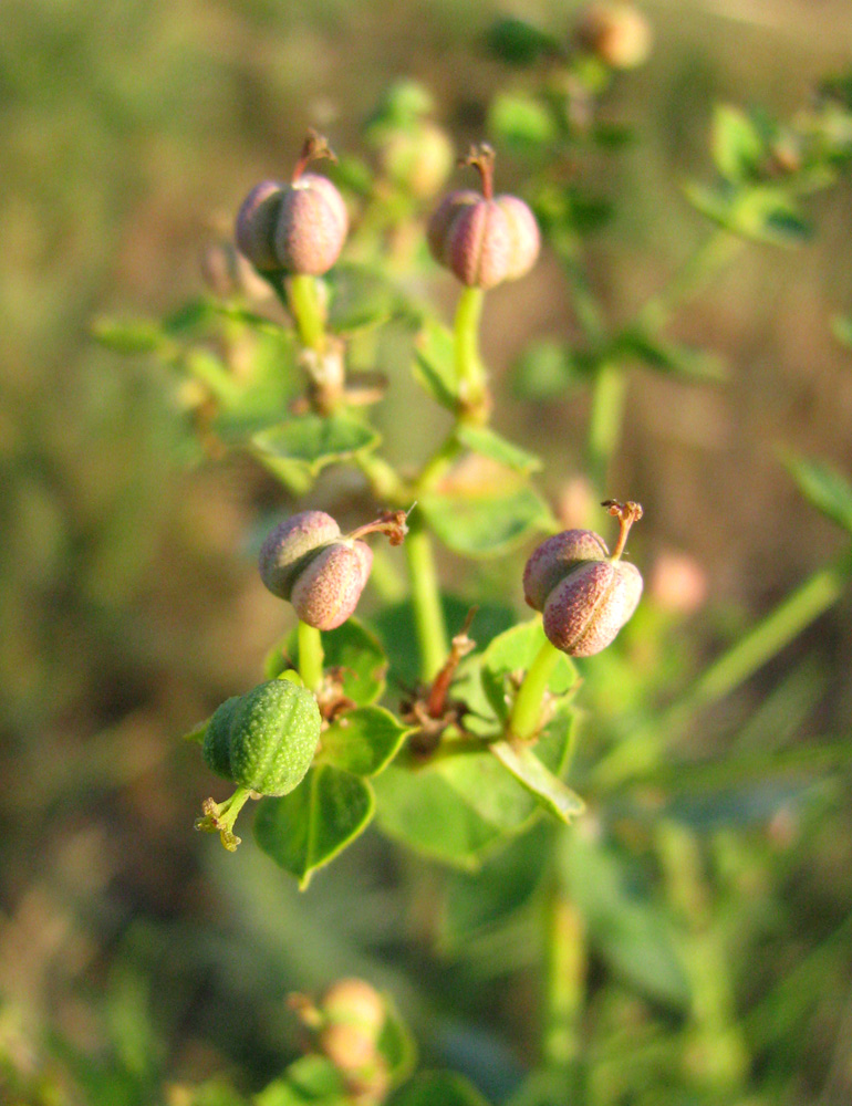 Изображение особи Euphorbia virgata.