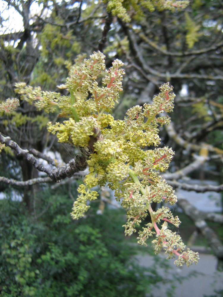 Image of Pistacia mutica specimen.