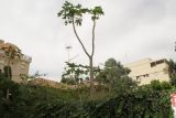 Carica papaya. Плодоносящее дерево. Израиль, Шарон, г. Герцлия, в культуре. 27.05.2012.