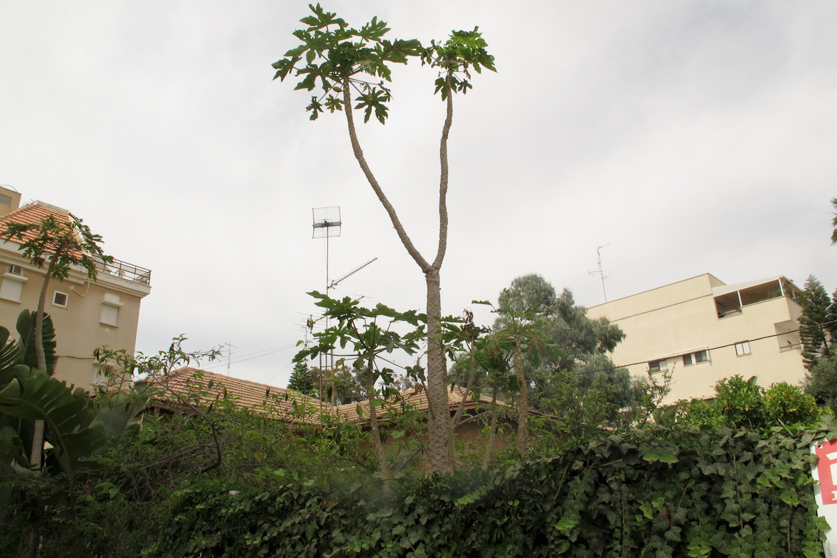 Image of Carica papaya specimen.