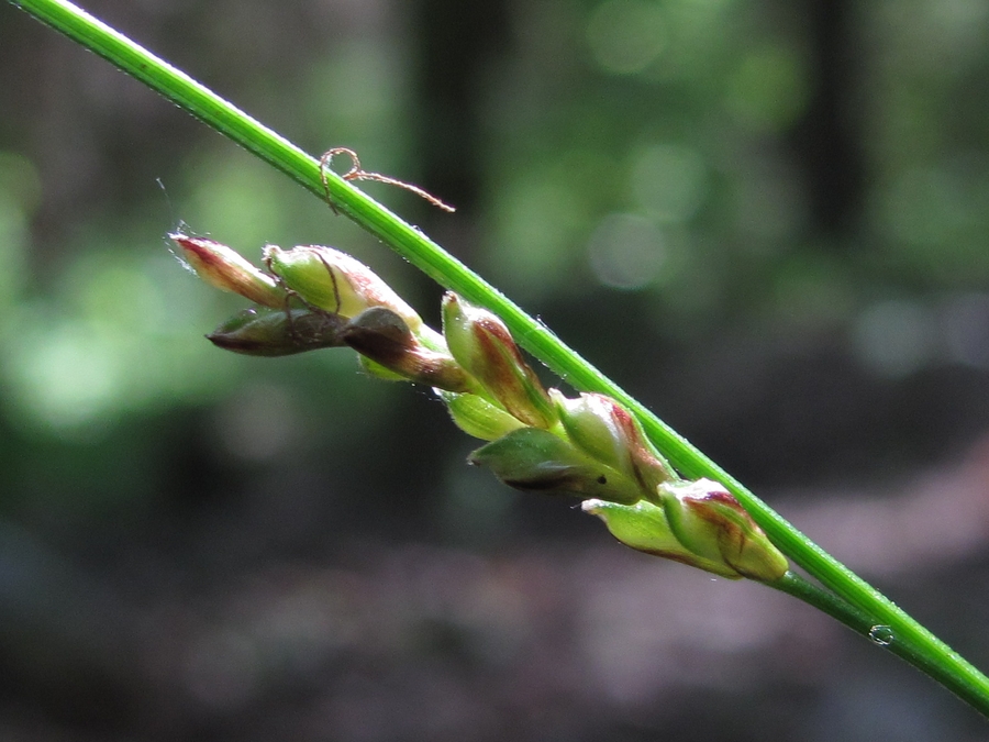 Image of Carex rhizina specimen.