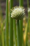 Allium fistulosum. Верхушка побега с соцветием. Санкт-Петербург, г. Ломоносов, Красная Слобода, в огороде. 16.06.2012.