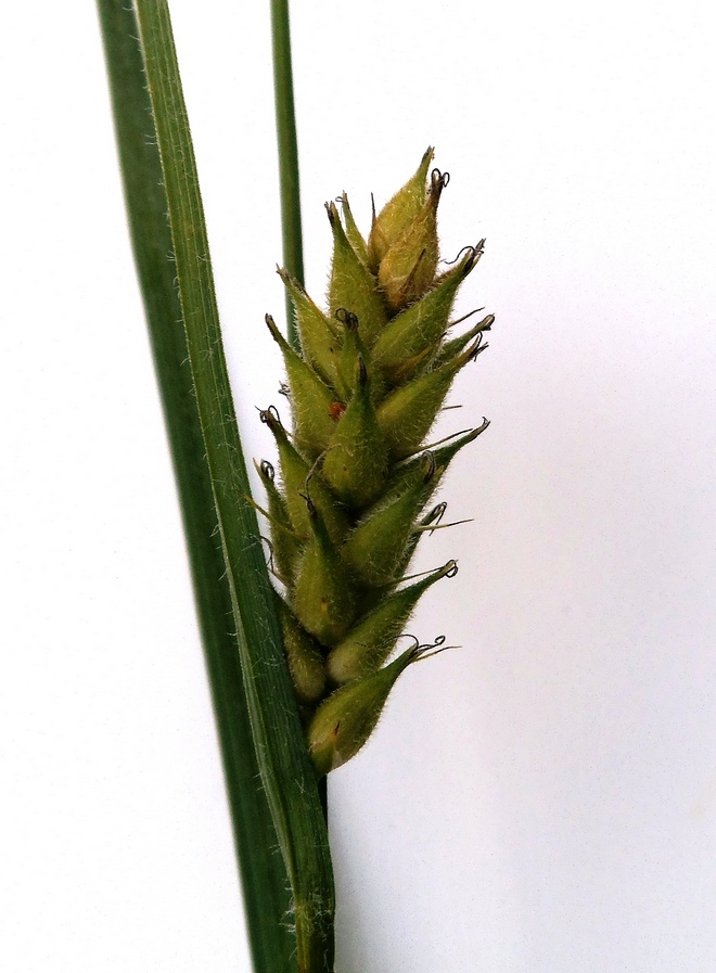 Image of Carex hirta specimen.