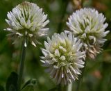 Trifolium montanum. Соцветия. Украина, Закарпатская обл., Свалявский р-н, луг на вершине горы Крыхая возле с. Солочин. 23 июня 2012 г.