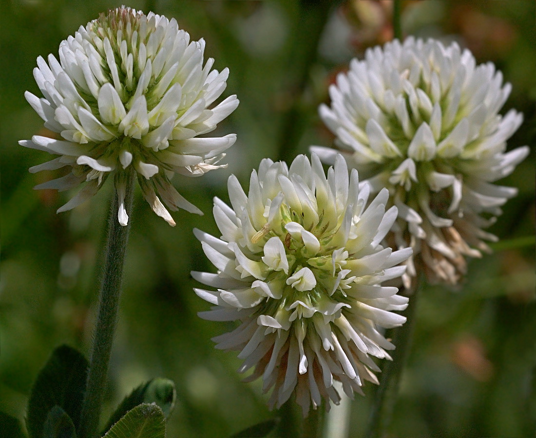 Изображение особи Trifolium montanum.