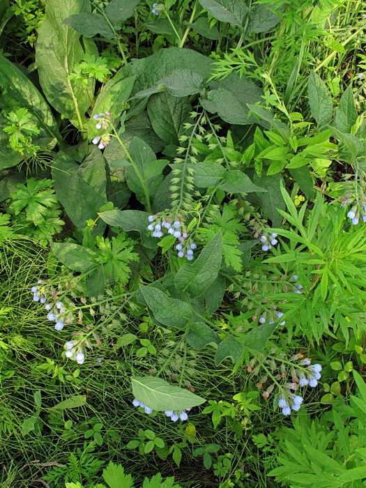 Изображение особи Symphytum caucasicum.