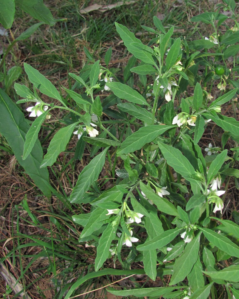 Изображение особи Solanum pseudocapsicum.