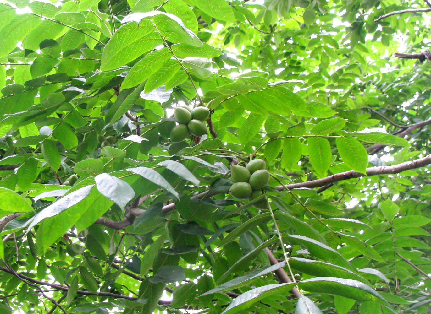 Image of Juglans mandshurica specimen.