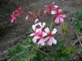 Pelargonium peltatum. Верхушка цветущего растения. Южный Берег Крыма, пгт Партенит, ЛОК \"Айвазовское\". 26 августа 2012 г.