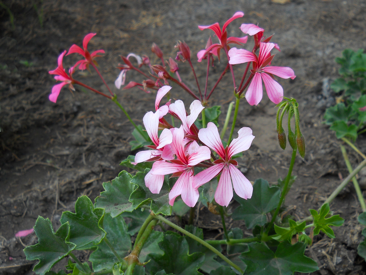 Изображение особи Pelargonium peltatum.