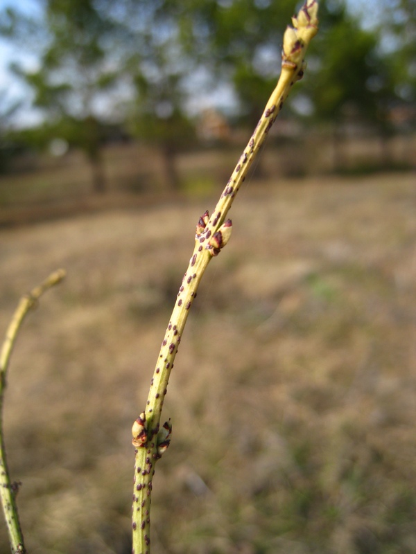 Изображение особи Euonymus verrucosus.