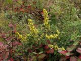 Artemisia stechmanniana. Цветущее растение (аномалия с укороченными и неправильно ветвящимися осями соцветий). Окр. г. Красноярска, заповедник \"Столбы\", столб Такмак, каменистая степь. 05.09.2012.