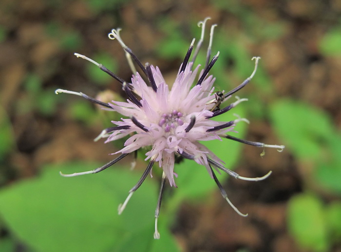 Image of Saussurea grandifolia specimen.