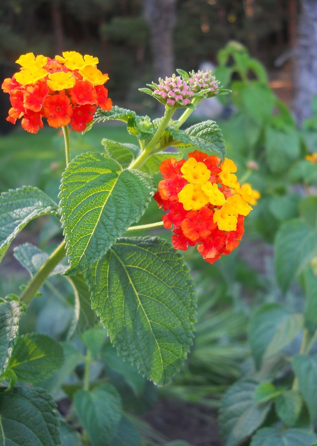 Изображение особи Lantana camara.