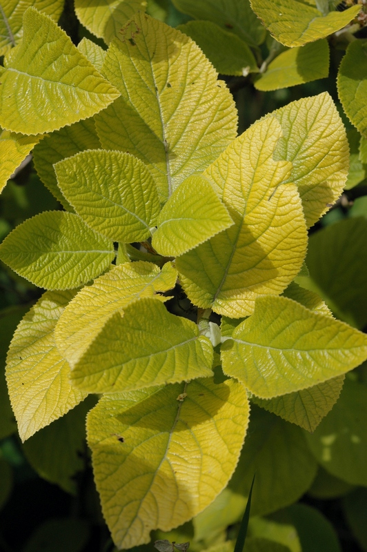 Изображение особи Viburnum lantana.