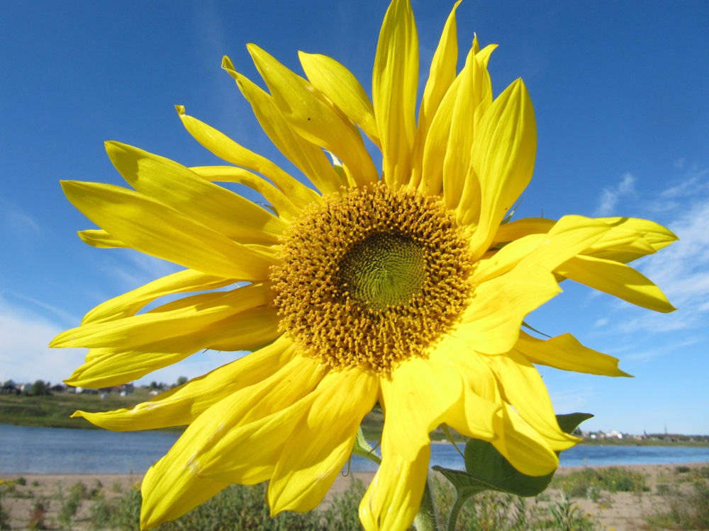 Изображение особи Helianthus annuus.