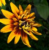 Rudbeckia hirta